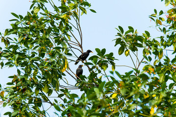 Fototapeta na wymiar Bird on Tree