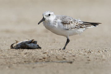 Sanderling (Calidris alba) walking on beach, Bolivar Peninsula, Texas, USA
