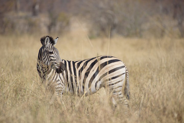 Naklejka premium Zebra im Gras