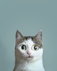 close up portrait of blue eyed cat