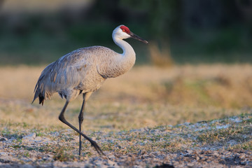 Sandhill Crane (Grus canadensis) standing in grassland, Kissimmee, Florida, USA