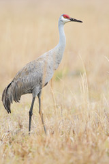 Obraz premium Sandhill Crane (Grus canadensis) standing in grassland, Kissimmee, Florida, USA