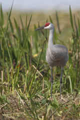 Sandhill Crane (Grus canadensis) walking in marsh, Florida, USA