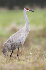 Sandhill Crane (Grus canadensis) standing in grassland, Kissimmee, Florida, USA