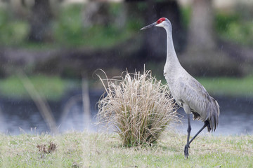 Sandhill Crane (Grus canadensis) standing in grassland, Kissimmee, Florida, USA