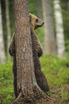 Eurasian brown bear (Ursus arctos) rubbing back against tree, Suomussalmi, Finland, July 2008