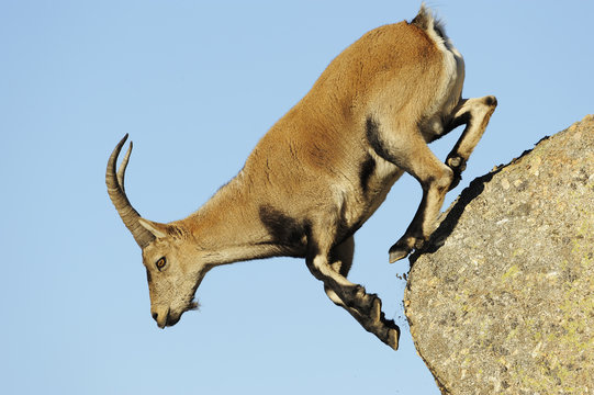 Female Spanish / Iberian ibex (Capra pyrenaica) jumping from rock, Gredos mountains, Spain, November 2008. WWE INDOOR EXHIBITION