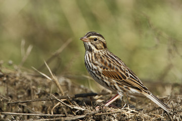 Savannah sparrow (Passerculus sandwichensis), Anahuac NWR, Texas, USA