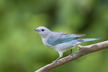 Fototapeta premium Sayaca Tanager (Thraupis sayaca) on branch in garden, Itanhaem, Brazil