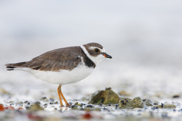 Semipalmated plover (Charadrius semipalmatus) on the beach, Curry Hammock State Park, Florida, USA