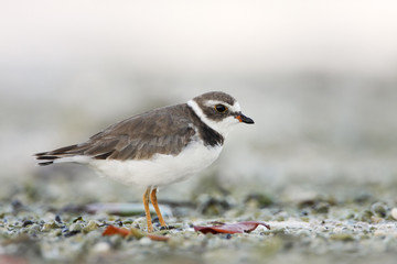 Semipalmated plover (Charadrius semipalmatus) on the beach, Curry Hammock State Park, Florida, USA
