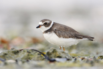 Semipalmated plover (Charadrius semipalmatus) on the beach, Curry Hammock State Park, Florida, USA