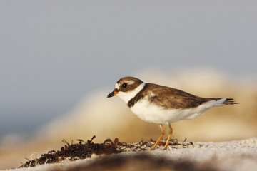 Fototapeta premium Semipalmated plover (Charadrius semipalmatus) on the beach, Curry Hammock State Park, Florida, USA