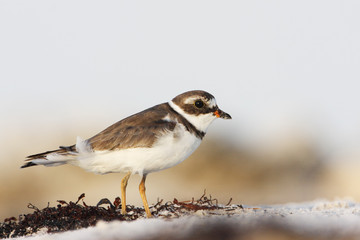 Semipalmated plover (Charadrius semipalmatus) on the beach, Curry Hammock State Park, Florida, USA
