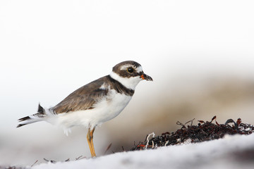 Semipalmated plover (Charadrius semipalmatus) on the beach, Curry Hammock State Park, Florida, USA