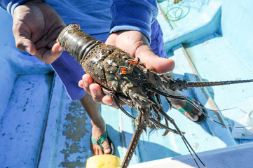 Lobster on the beach of Los Cobanos © fotoember