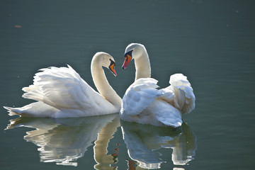Harmonie