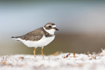 Semipalmated plover (Charadrius semipalmatus) on the beach, Curry Hammock State Park, Florida, USA