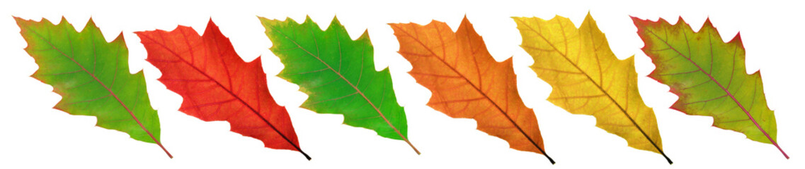 colorful leaves of red oak on a white background