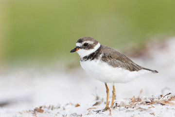 Semipalmated plover (Charadrius semipalmatus) on the beach, Curry Hammock State Park, Florida, USA