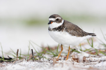 Semipalmated plover (Charadrius semipalmatus) on the beach, Curry Hammock State Park, Florida, USA