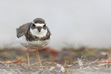 Semipalmated plover (Charadrius semipalmatus) on the beach, Curry Hammock State Park, Florida, USA