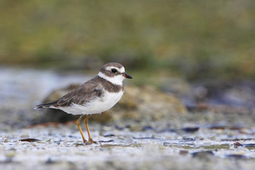 Semipalmated plover (Charadrius semipalmatus) on the beach, Curry Hammock State Park, Florida, USA