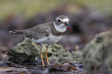 Semipalmated plover (Charadrius semipalmatus) on the beach, Curry Hammock State Park, Florida, USA
