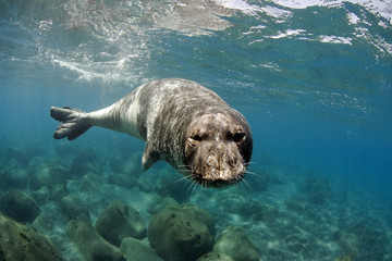 Mediterranean Monk Seal (Monachus monachus) large male of 2.5 m length. Localy identified by Parque Natural da Madeira as "Metade". Areias, Deserta Grande, Desertas Islands, Madeira, Portugal, August 2009
