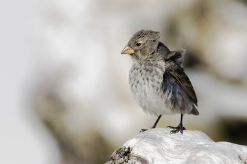 Small ground finch (Geospiza fuliginosa) on sandy beach, Tortuga Bay, Santa Cruz, Galapagos Islands