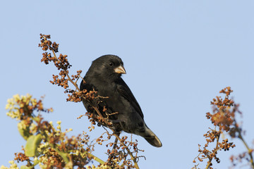 Small ground finch (Geospiza fuliginosa) on branch, Tortuga Bay, Santa Cruz, Galapagos Islands