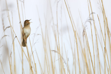 Savi's Warbler (Locustella luscinioides) singing in reed, Netherlands