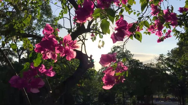 Pink Flowers on the Tree Against Sun and Blue Sky in the Park. Slowmotion Floral HD Background.