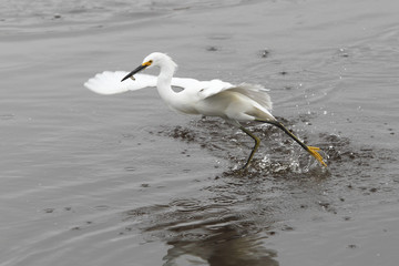 Snowy Egret (Egretta thula) catching a small fish, Merritt Island NWR, Florida, USA