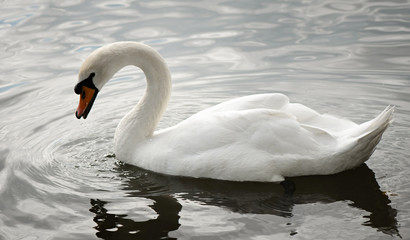 Obraz na płótnie Canvas White swan