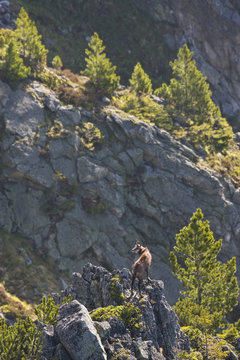 Male Tatra chamois (Rupicapra rupicapra tatrica), on rocky ridge and Arolla pines (Pinus cembra). Western Tatras, Slovakia. June 2009.