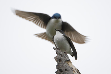Tree swallow (Tachycineta bicolor) flying in to mate, Bombay Hook NWR, Delaware, USA