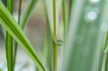 détail gouttes de pluie sur feuilles de bambous
