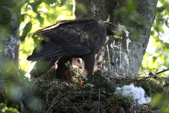 Golden Eagle (Aquila chrysaetos) chick and adult at nest. Bieszczady, Carpathian Mountains, Poland, June.