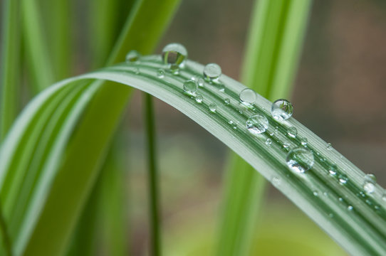 détail gouttes de pluie sur feuilles de bambous