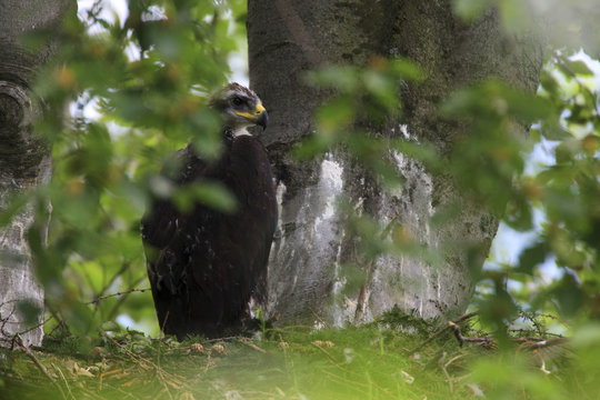 Golden Eagle (Aquila chrysaetos) at nest. Bieszczady, Carpathian Mountains, Poland, June.