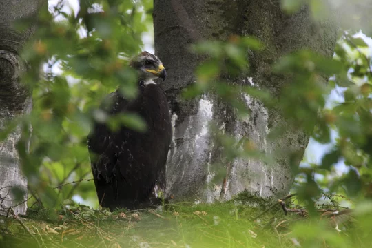 Black Eagle - eBird