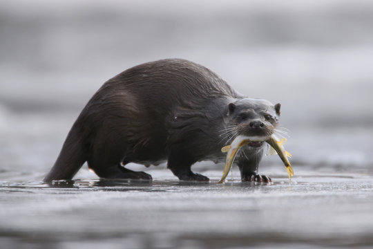 Eurasian Otter (Lutra lutra) on ice with a caught fish. Bieszczady, Carpathian Mountains, Poland, February.