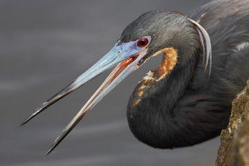 Tricolored heron (Egretta tricolor) portrait, Ding Darling NWR, Florida, USA