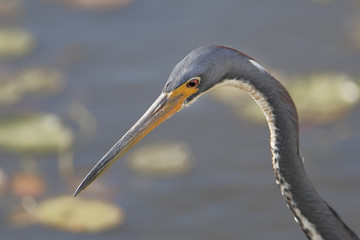 Tricolored heron (Egretta tricolor) portrait, Lake Marian, Florida, USA