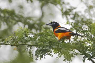 Troupial (Icterus icterus) sitting on branch, Cabo Rojo Salt Flats, Puerto Rico