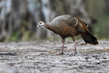 Wild turkey (Meleagris gallopavo) female standing, Kissimmee, Florida, USA