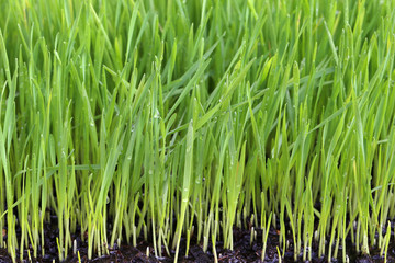 Fototapeta na wymiar Wheat sprouts / Young green shoots of wheat