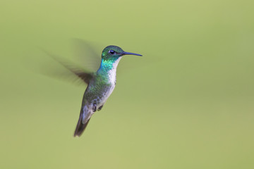 Versicolored emerald (Amazilia versicolor) flying against clean background, Itanhaem, Brazil