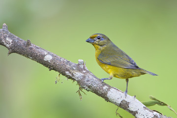 Violaceous Euphonia (Euphonia violacea) female on branch in garden, Itanhaem, Brazil